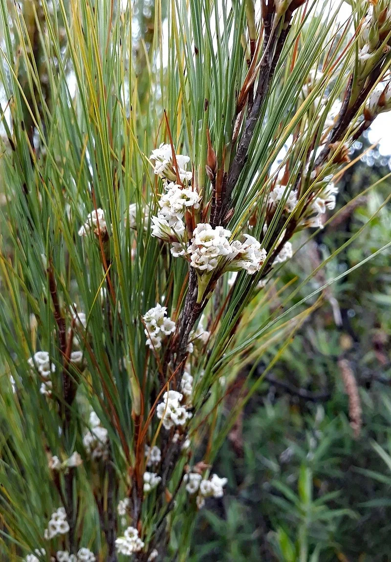Inanga (Dracophyllum filifolium)