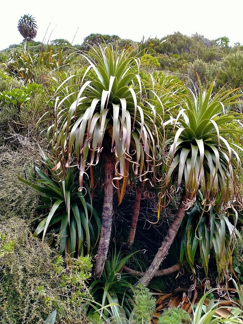 Fiordland Grass Tree