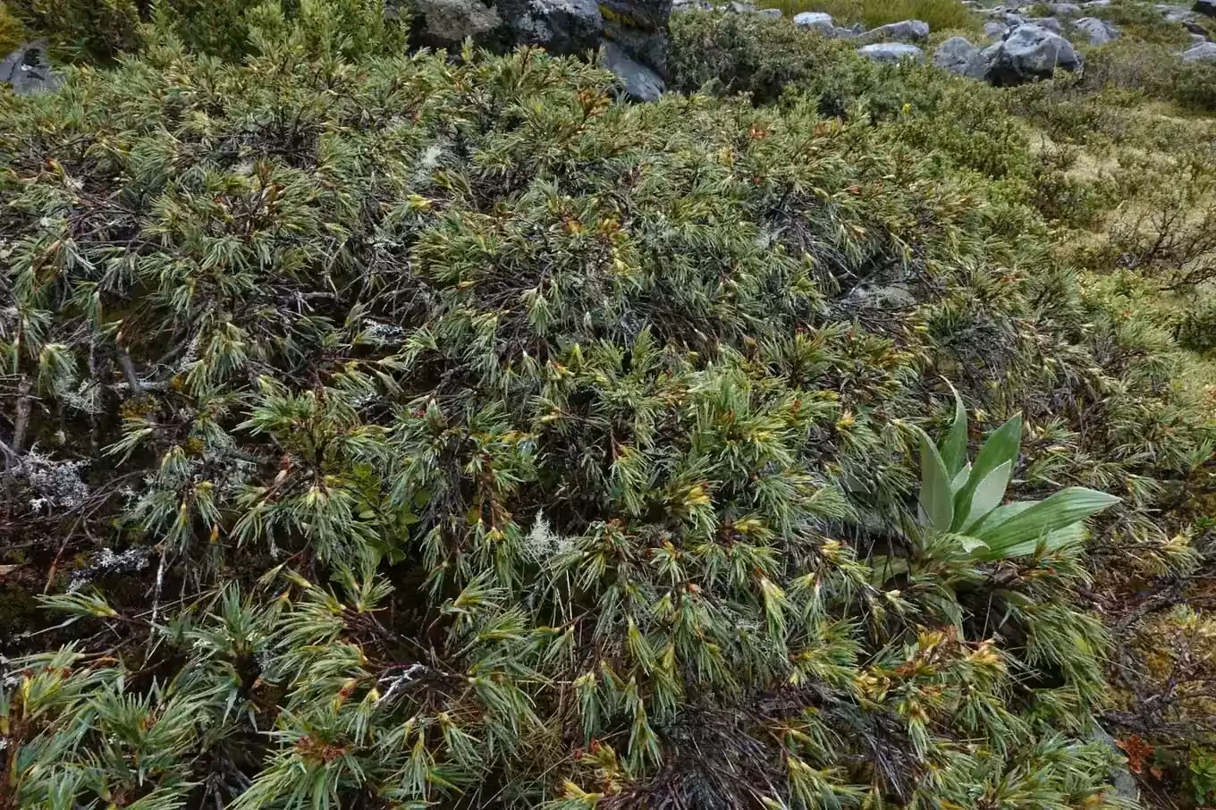 Kirk's Grass Tree (Dracophyllum kirkii)