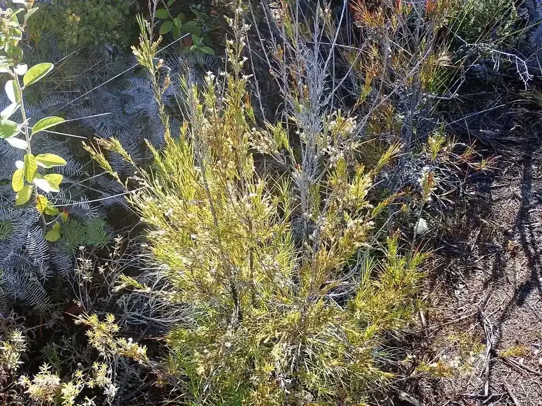 Gumland Grass Tree