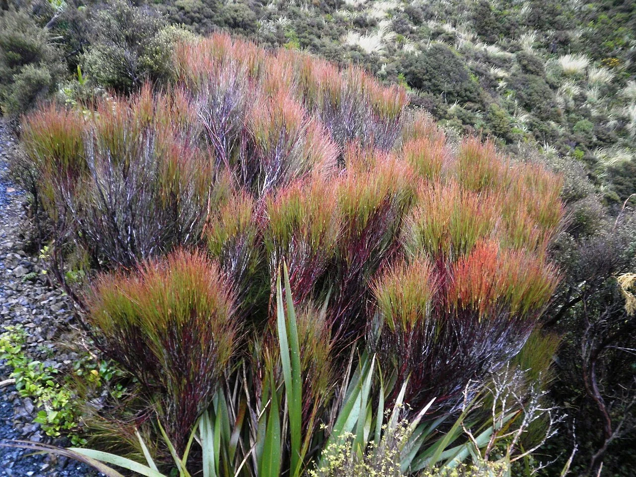 Inaka (Dracophyllum longifolium) showing its distinctive grass-like leaves clustered at branch ends