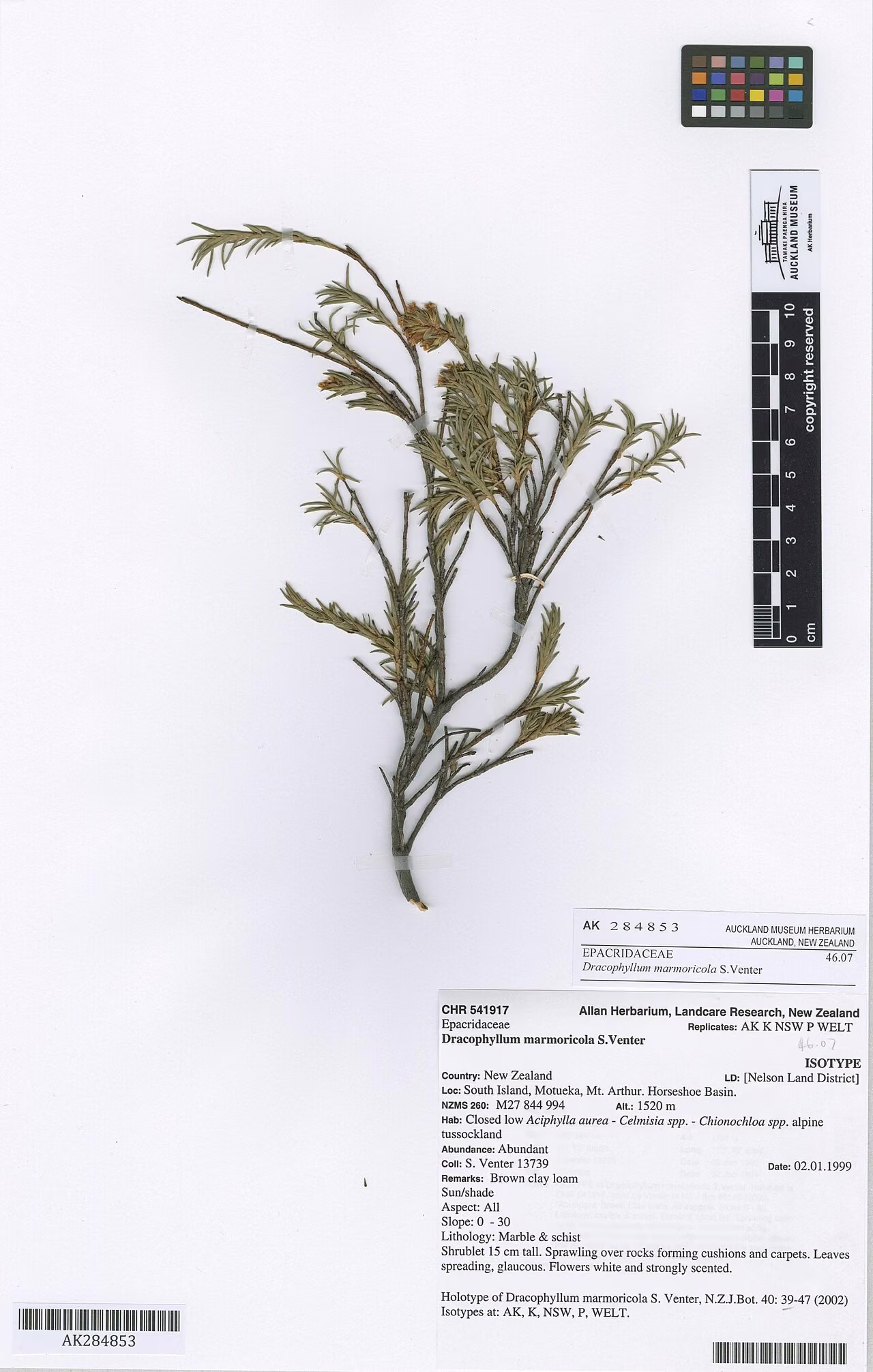 Dracophyllum marmoricola (Dracophyllum marmoricola)