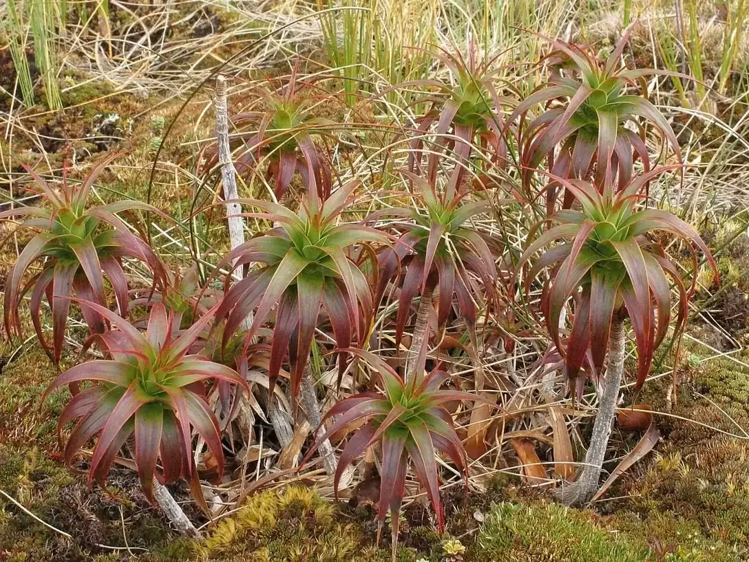 Pineapple Scrub (Dracophyllum menziesii)
