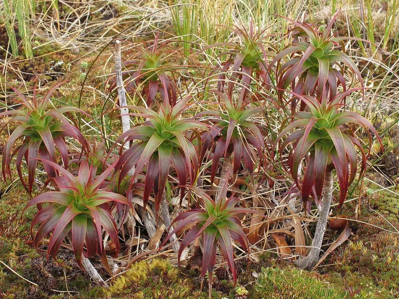 Dracophyllum menziesii (representative) in alpine habitat