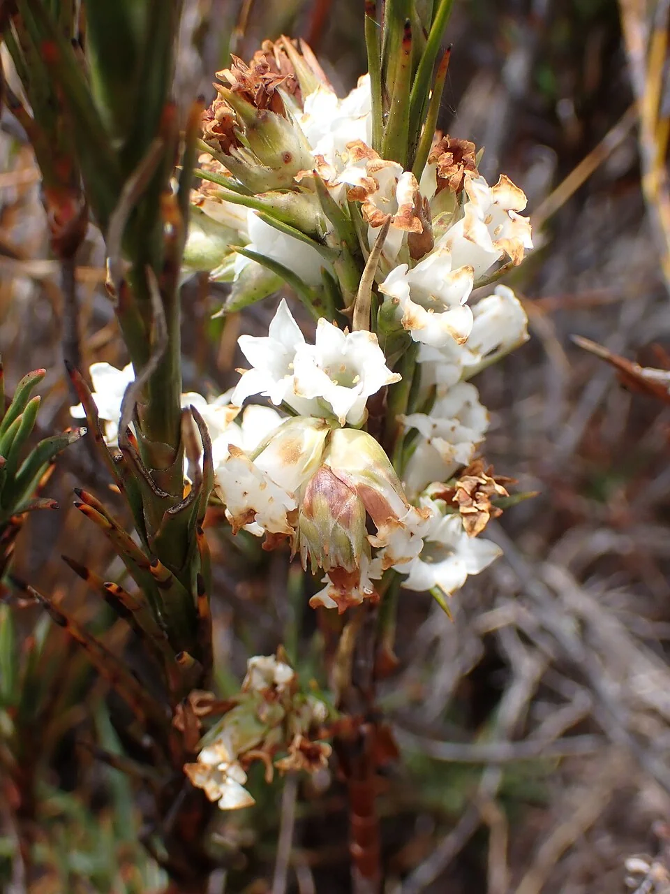 Dracophyllum oliveri (representative) foliage