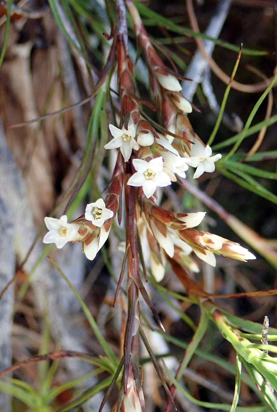 Dracophyllum ophioliticum (representative) on mineral soils