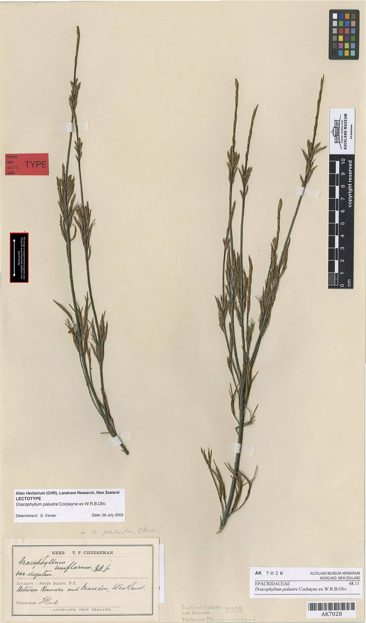 Dracophyllum palustre (Dracophyllum palustre)
