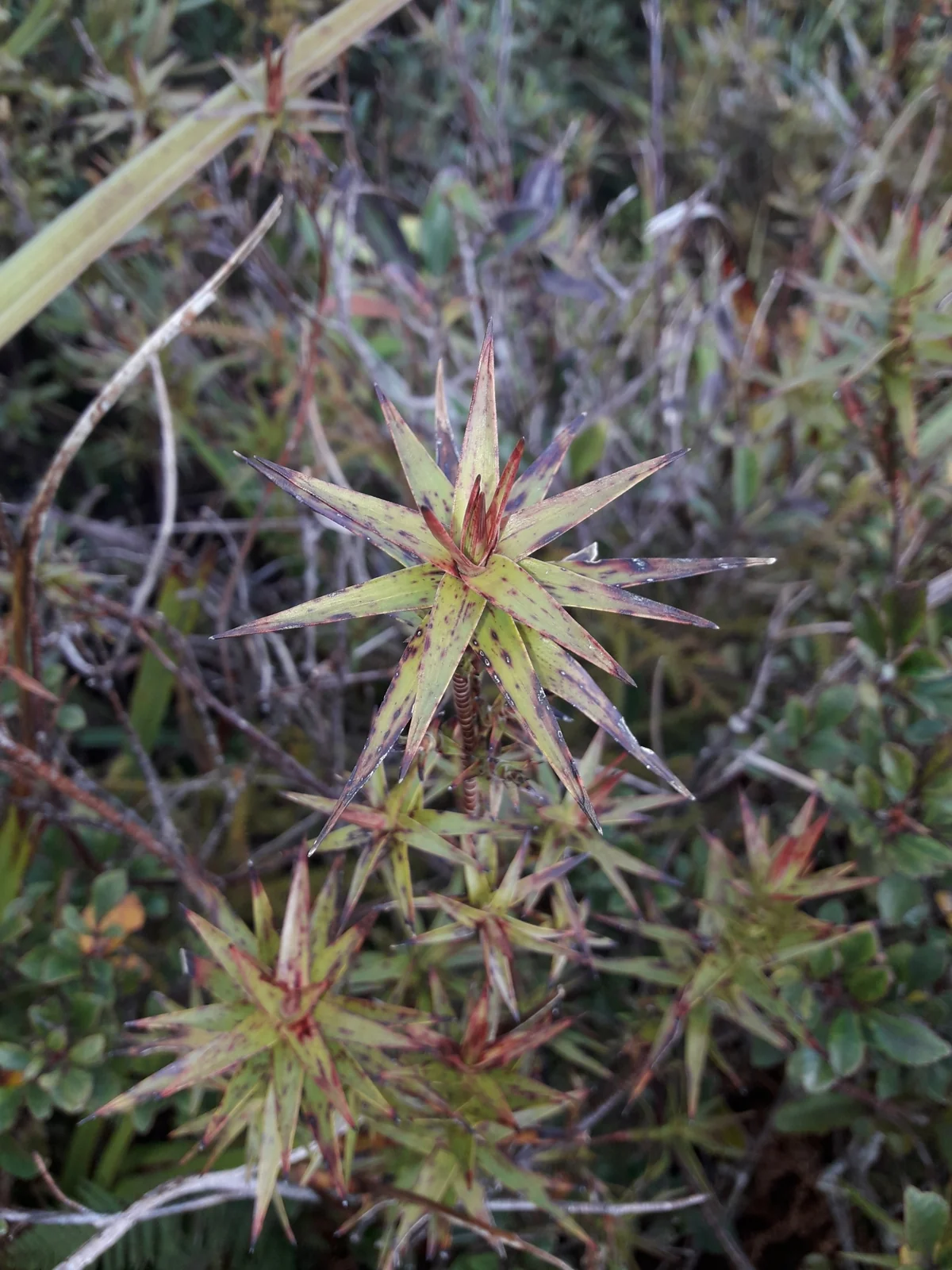 Dracophyllum Patens Native Plant (Dracophyllum patens)