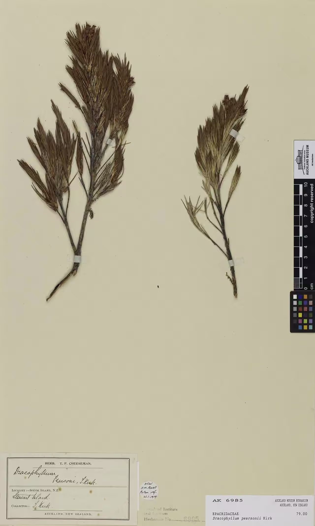 Dracophyllum pearsonii (Dracophyllum pearsonii)