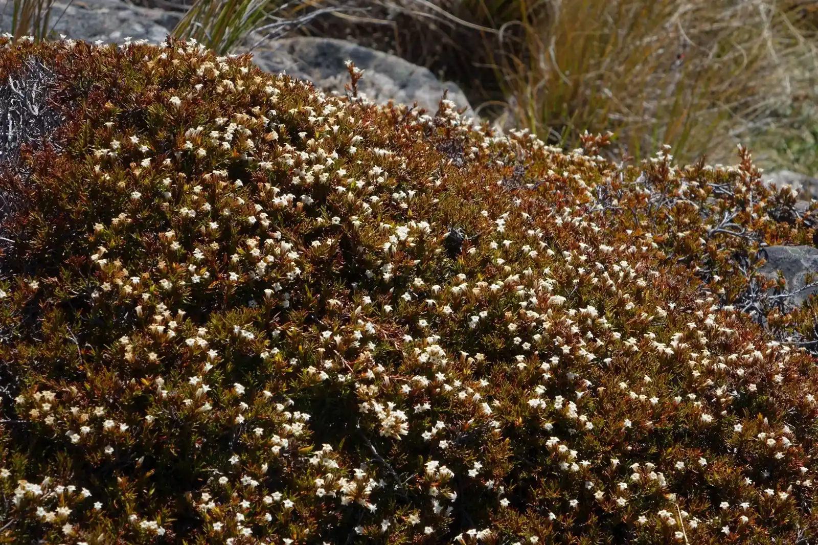 Dracophyllum Pronum Native Plant (Dracophyllum pronum)