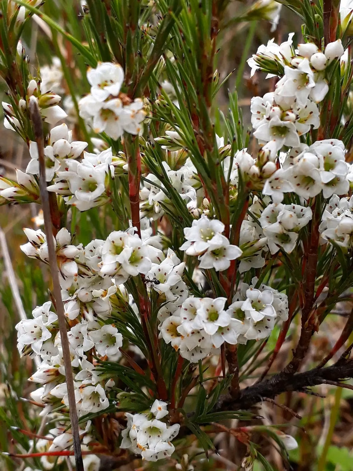Dracophyllum Scoparium Native Plant (Dracophyllum scoparium)
