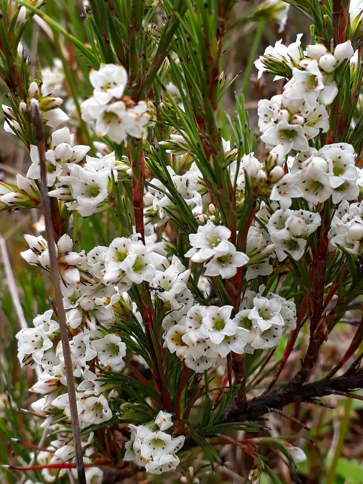 Dracophyllum Scoparium Native Plant (Dracophyllum scoparium)