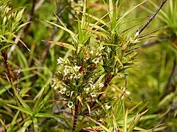 Gumland Grass Tree (Dracophyllum sinclairii) hero image