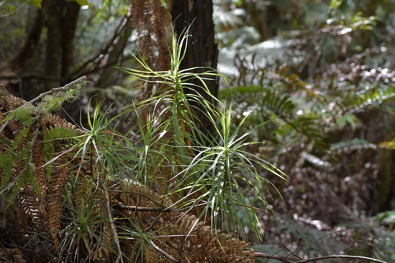 Tōtorowhiti (Dracophyllum strictum) showing its distinctive upright growth and glaucous foliage