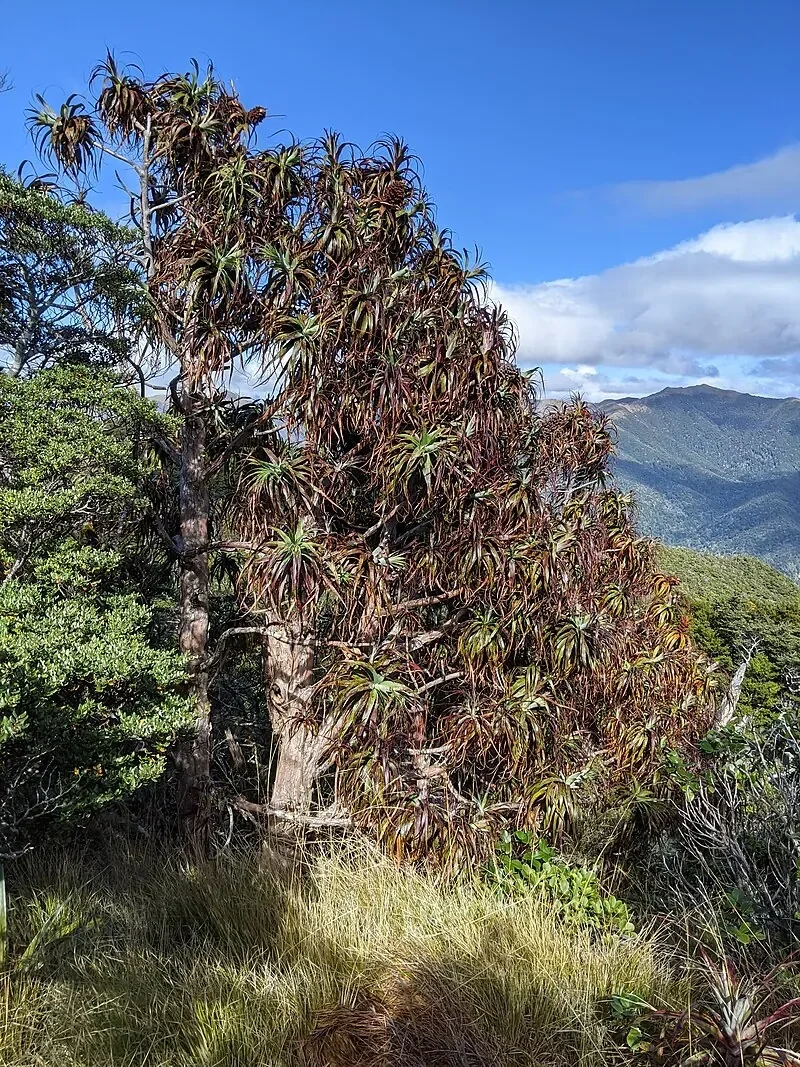 Dracophyllum... hero image