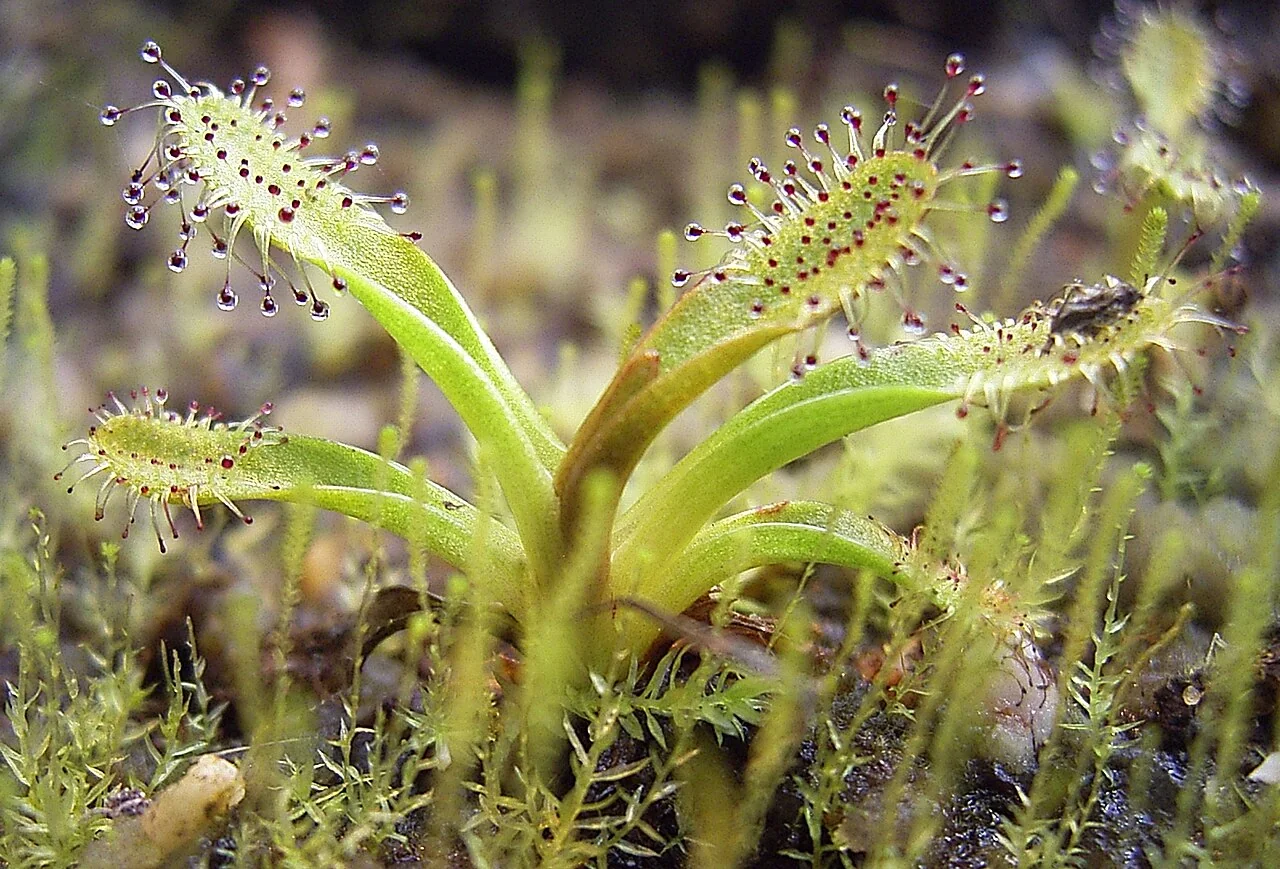 Alpine Sundew (Drosera arcturi)
