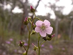 Drosera auriculata