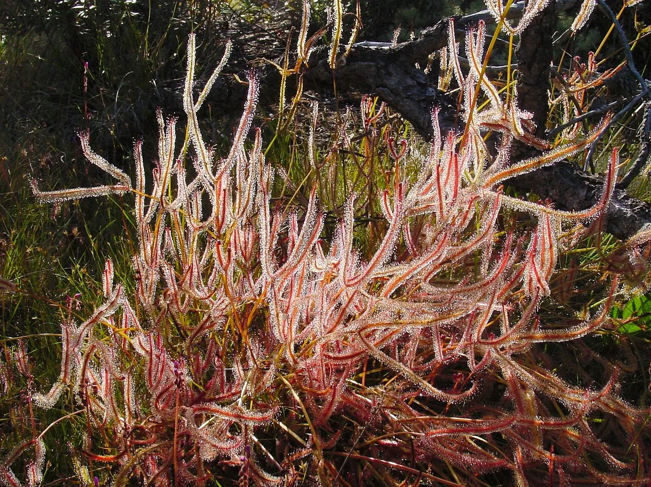 Forked Sundew (Drosera binata) hero image