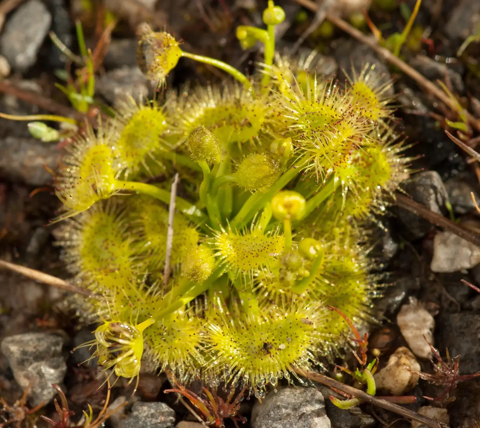 Drosera Hookeri Native Plant (Drosera hookeri)