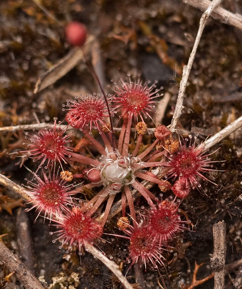 Pygmy Sundew (Drosera pygmaea)