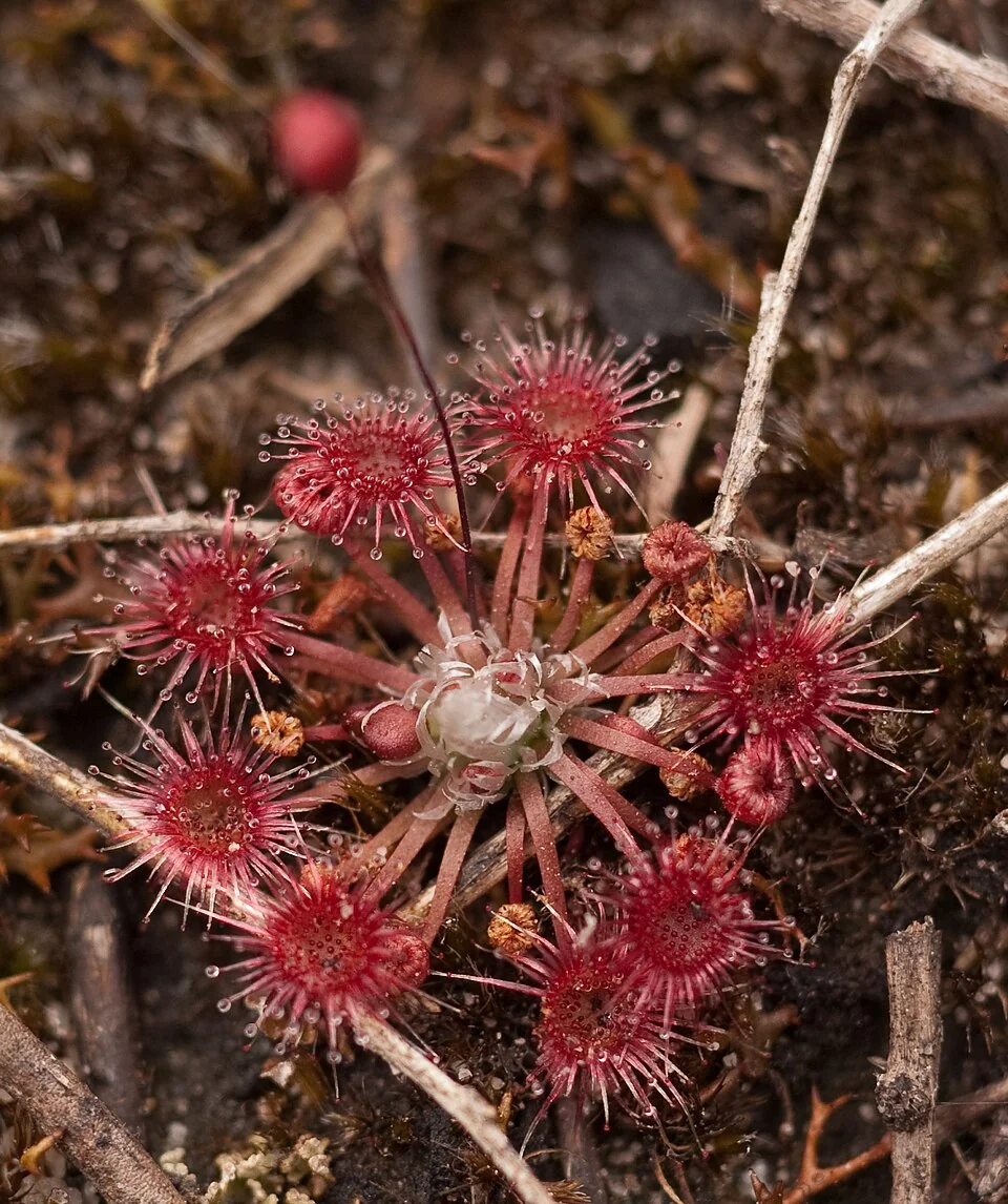 Drosera pygmaea