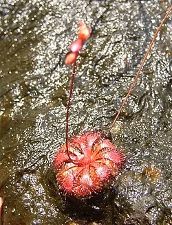 Spoon-Leaved Sundew (Drosera spathulata)