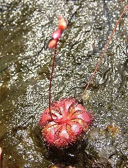 Drosera spathulata