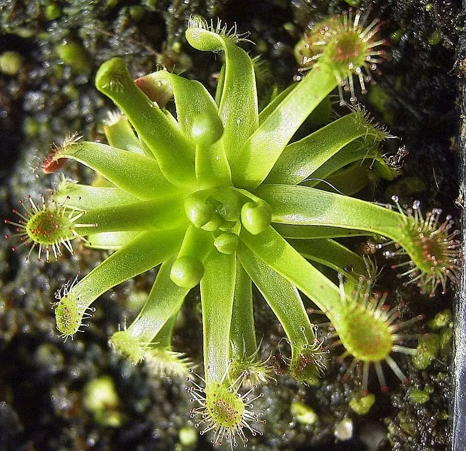 Narrow-Leaved Sundew (Drosera stenopetala)