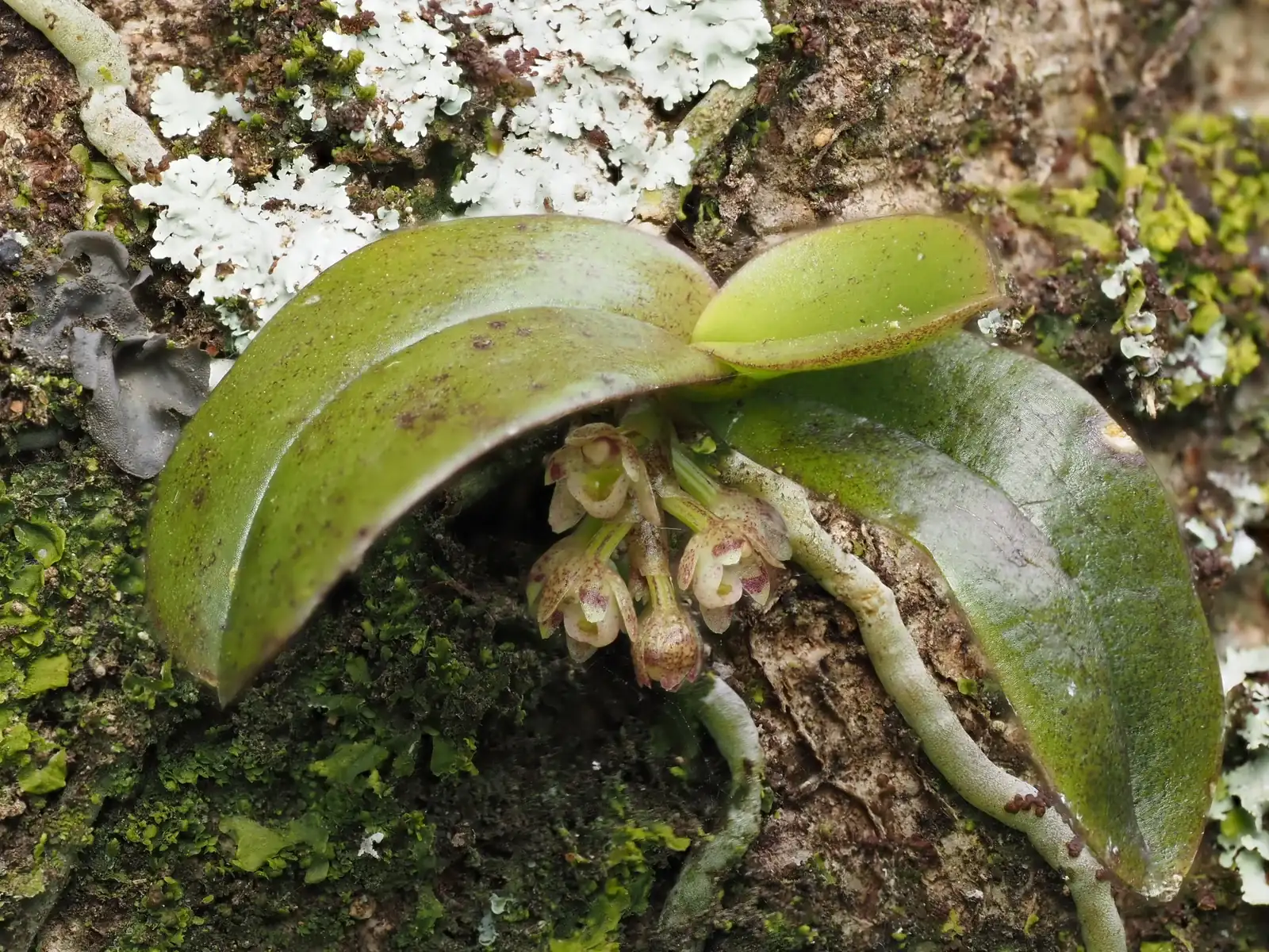 Drymoanthus Adversus Native Plant (Drymoanthus adversus)