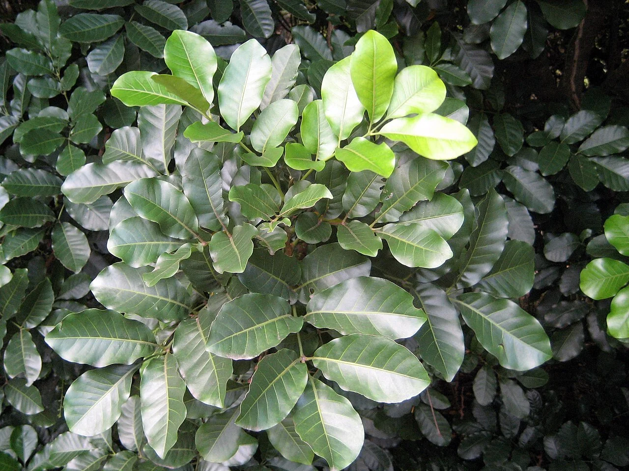 Kohekohe (Dysoxylum spectabile) hero image