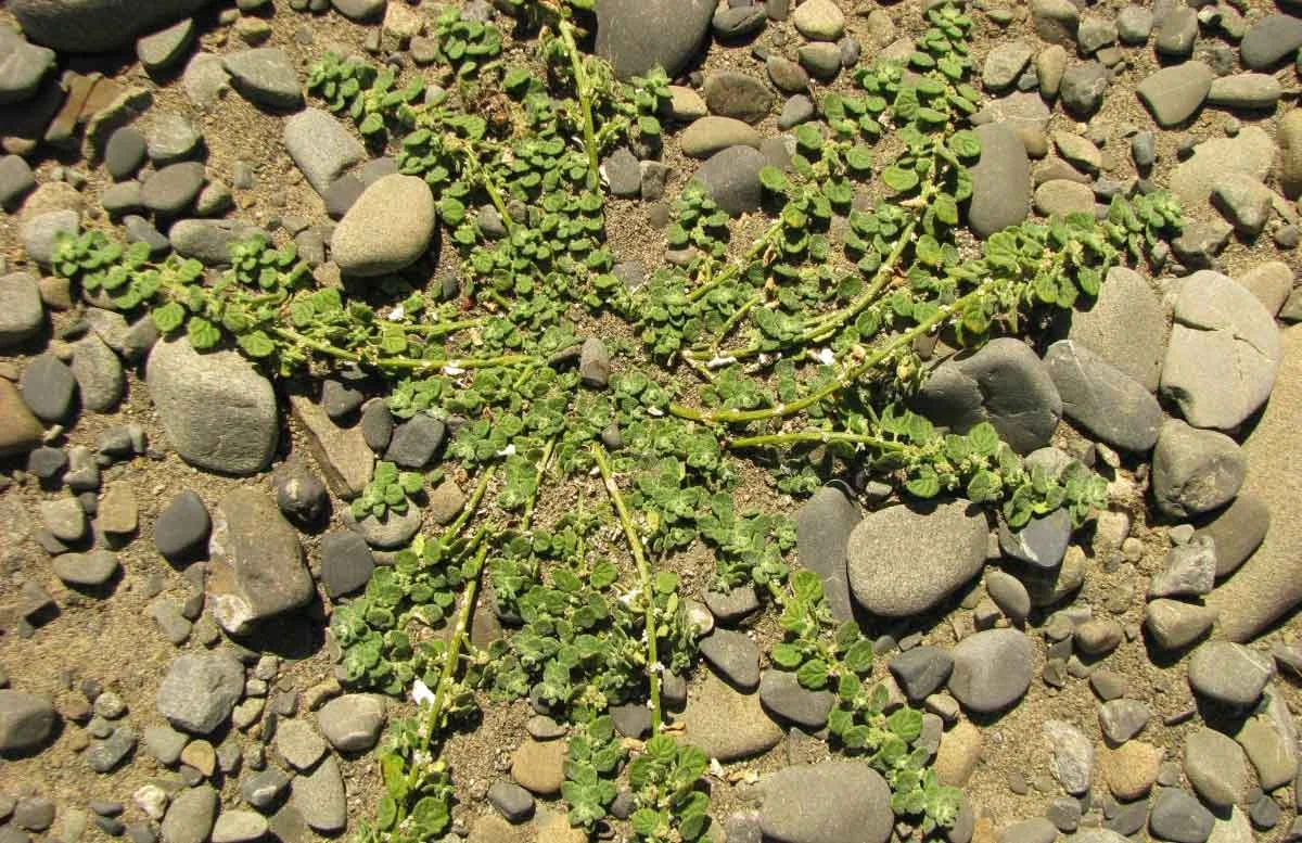 Dysphania Pusilla Native Plant (Dysphania pusilla)