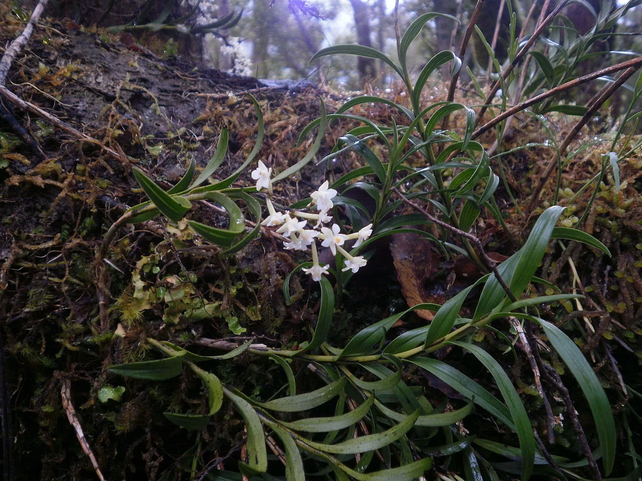 Autumn Orchid