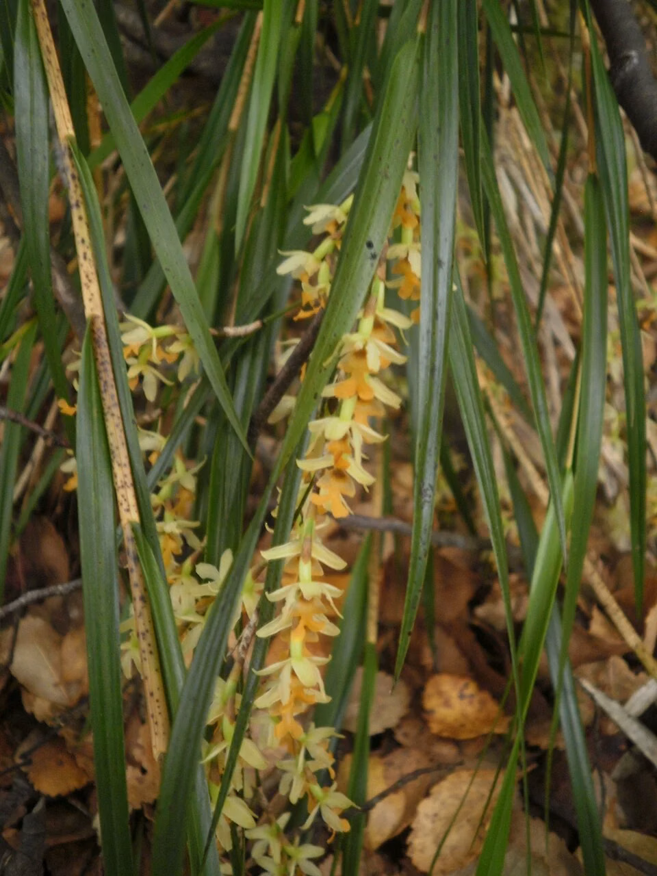 Pekapeka (Earina mucronata)
