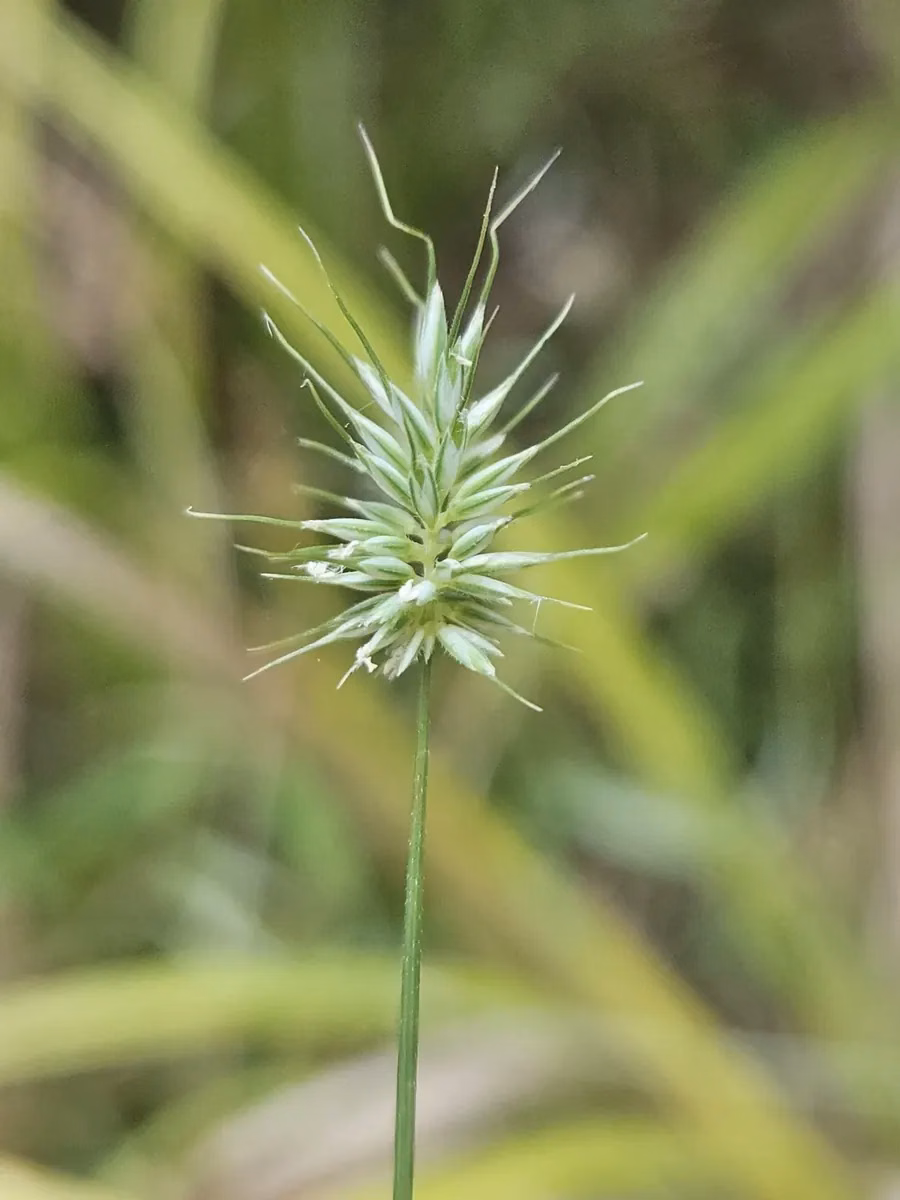Echinopogon Ovatus Grass (Echinopogon ovatus)
