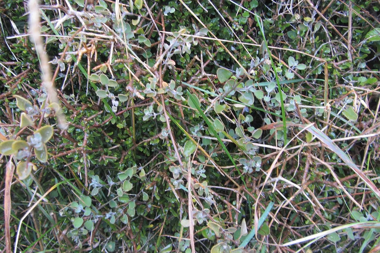 Einadia allanii (Einadia allanii)