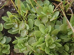American Waterwort (Elatine gratioloides) hero image