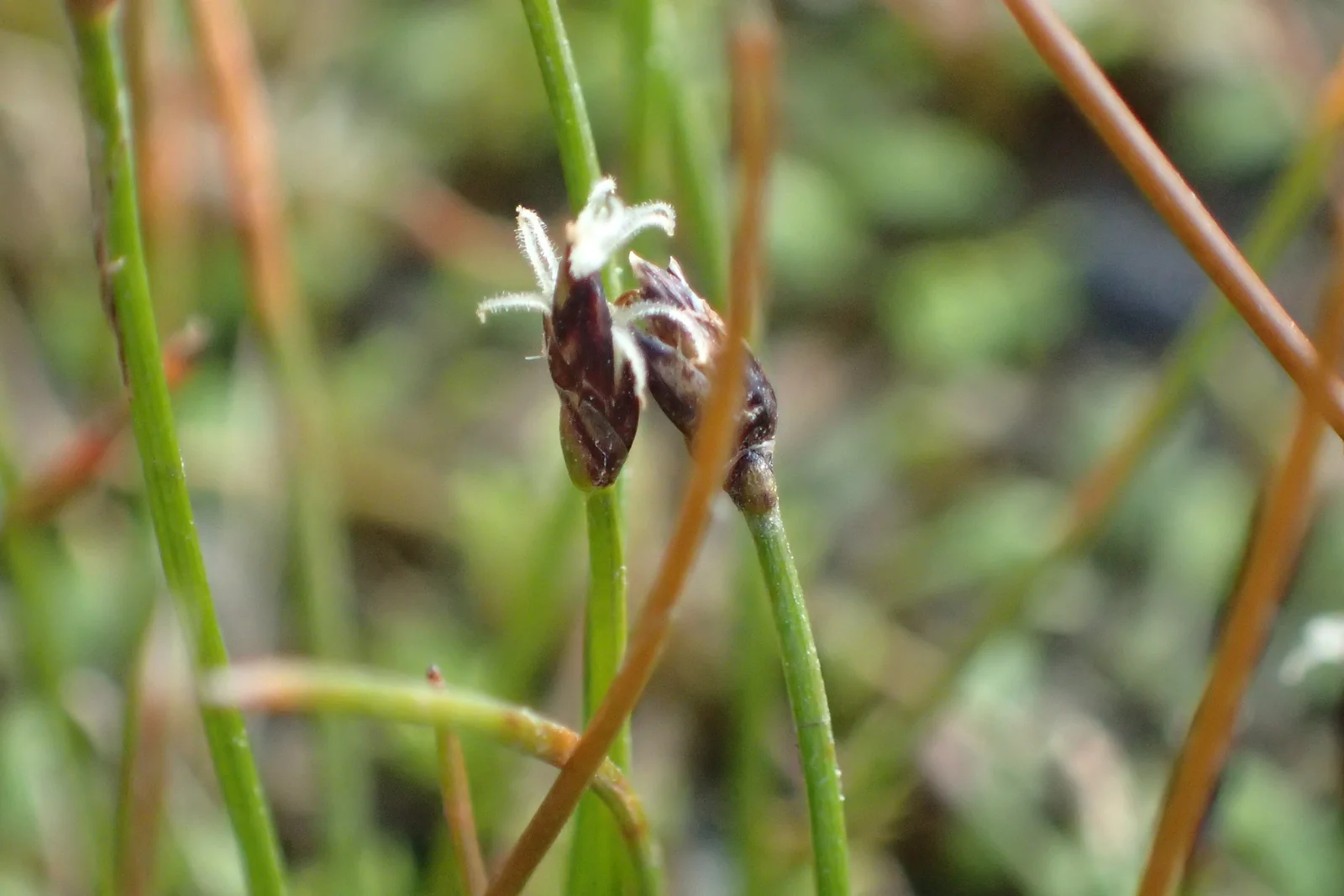 Eleocharis Gracilis Native Plant (Eleocharis gracilis)