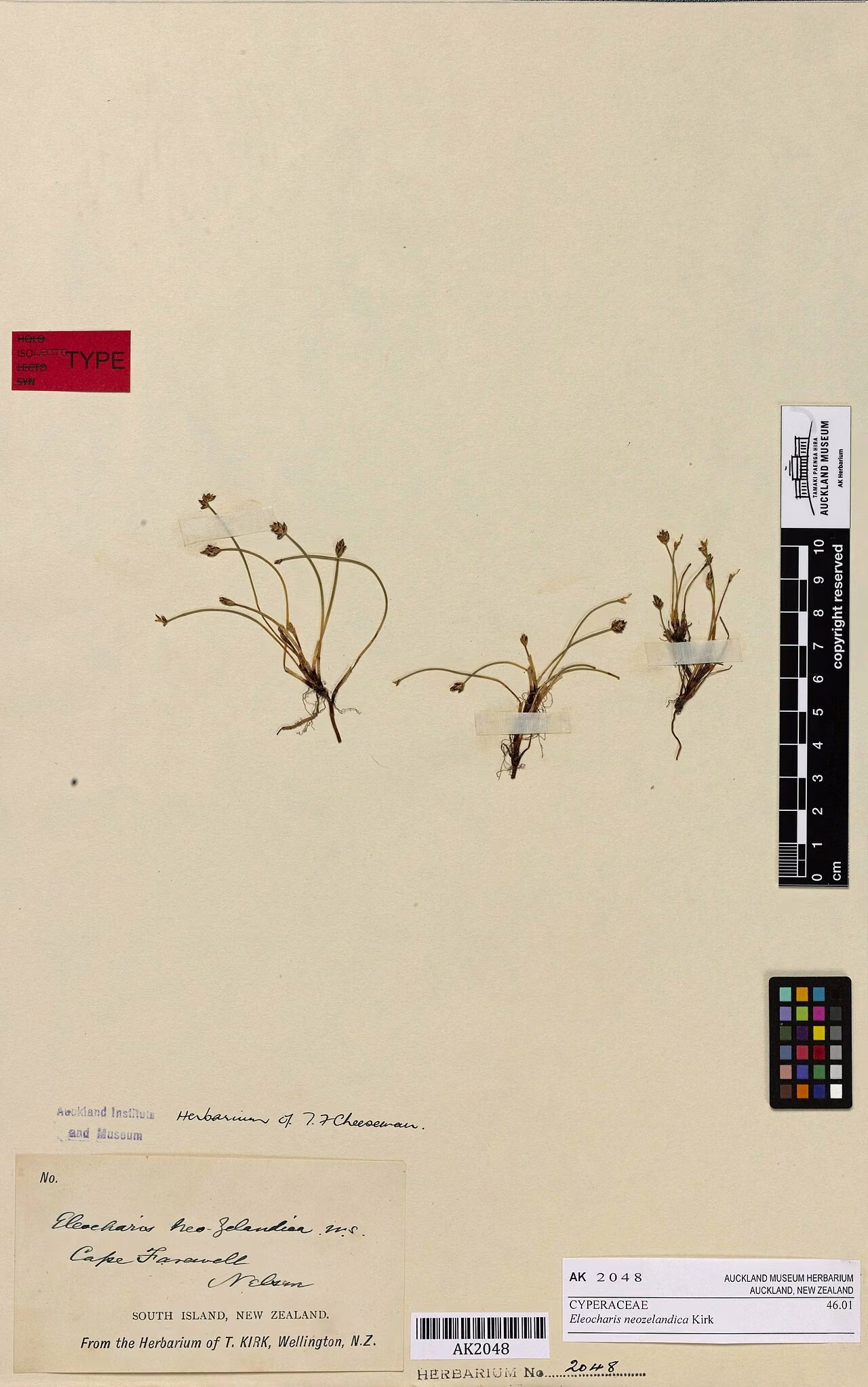 Eleocharis neozelandica (Eleocharis neozelandica)