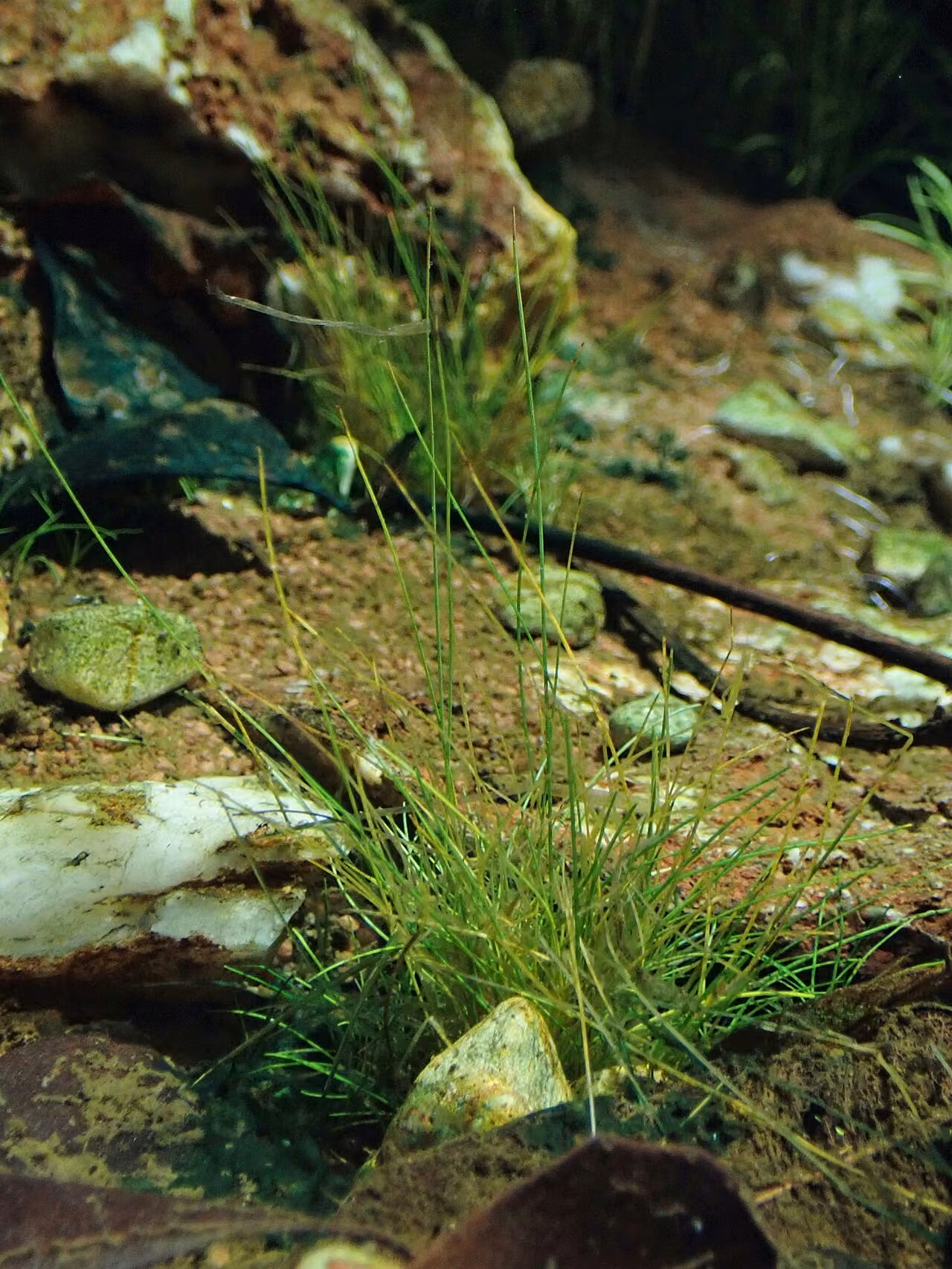 Eleocharis pusilla (Eleocharis pusilla)