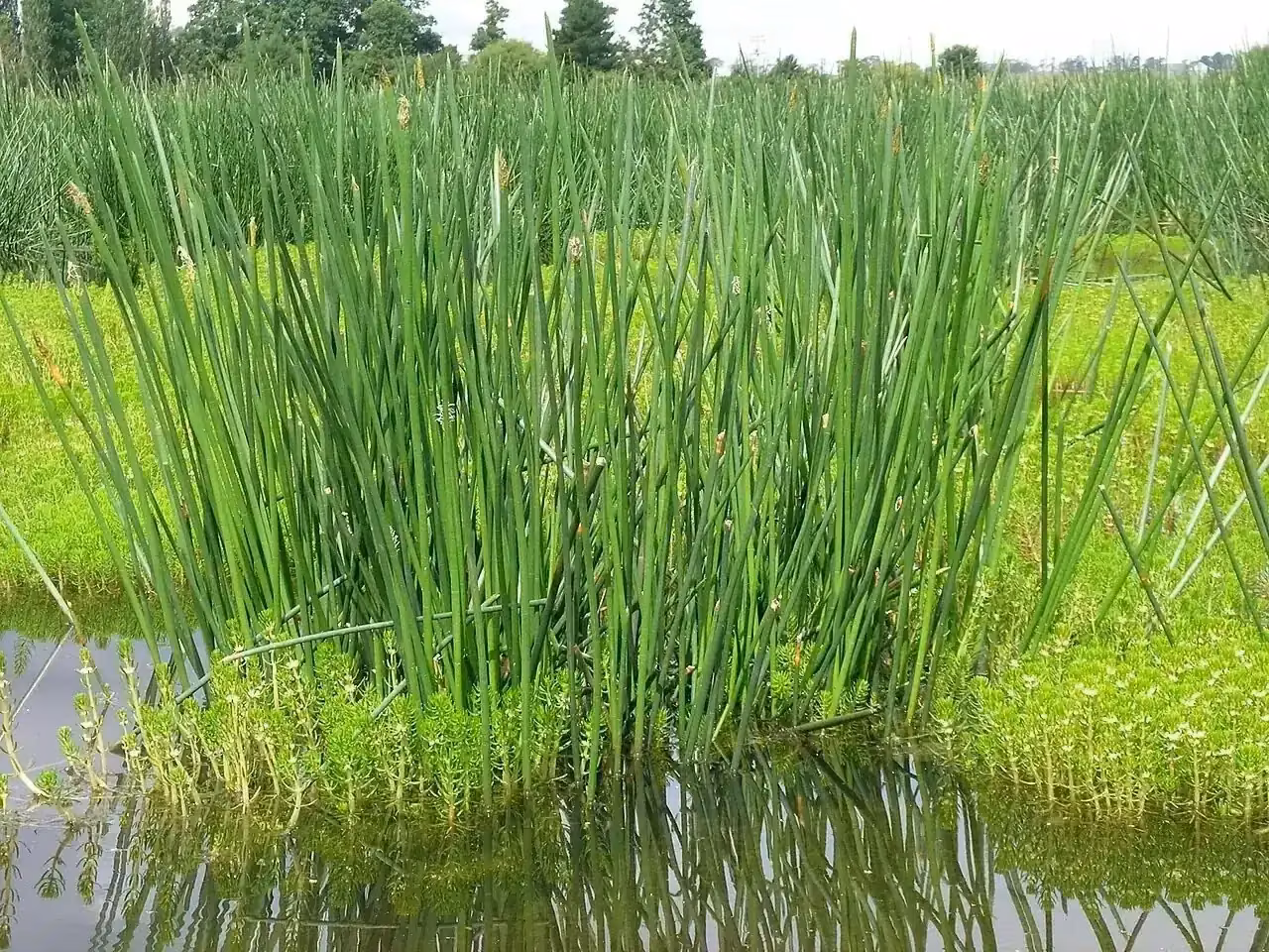 Giant Spike Rush