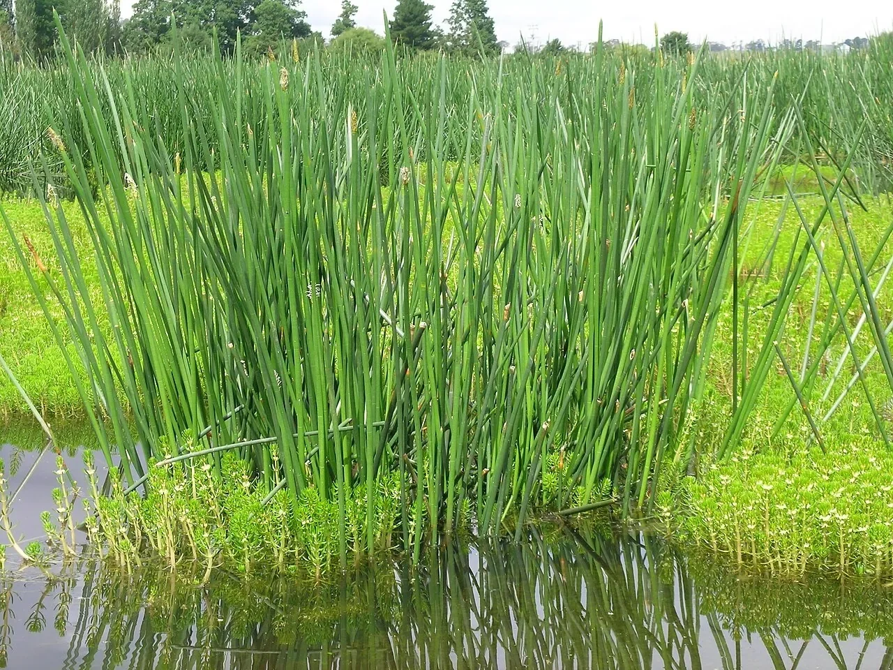 Eleocharis sphacelata