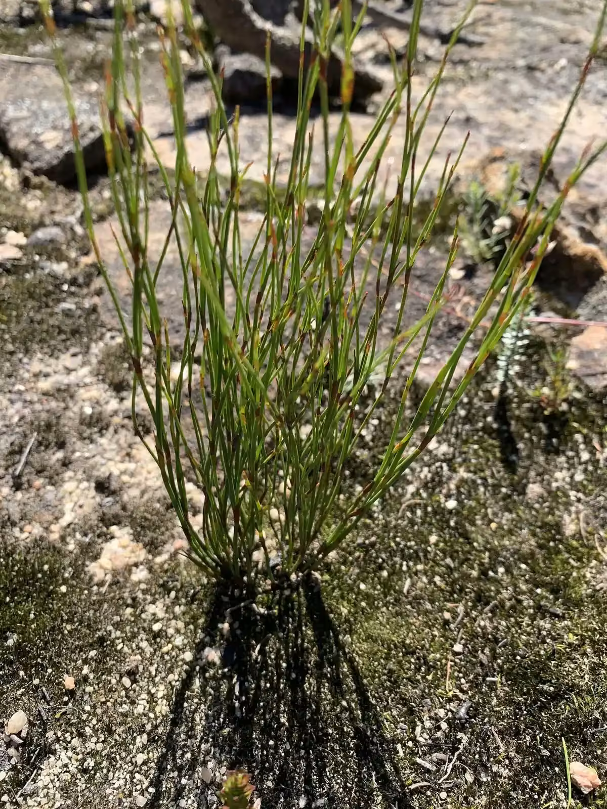 Empodisma Minus Native Plant (Empodisma minus)