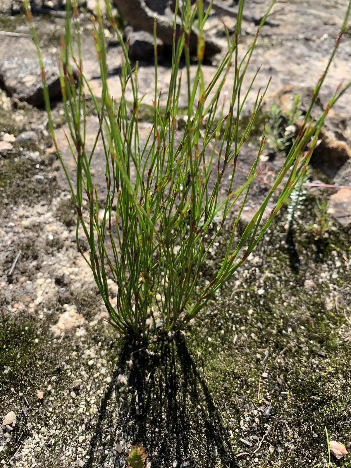 Empodisma Minus Native Plant (Empodisma minus)