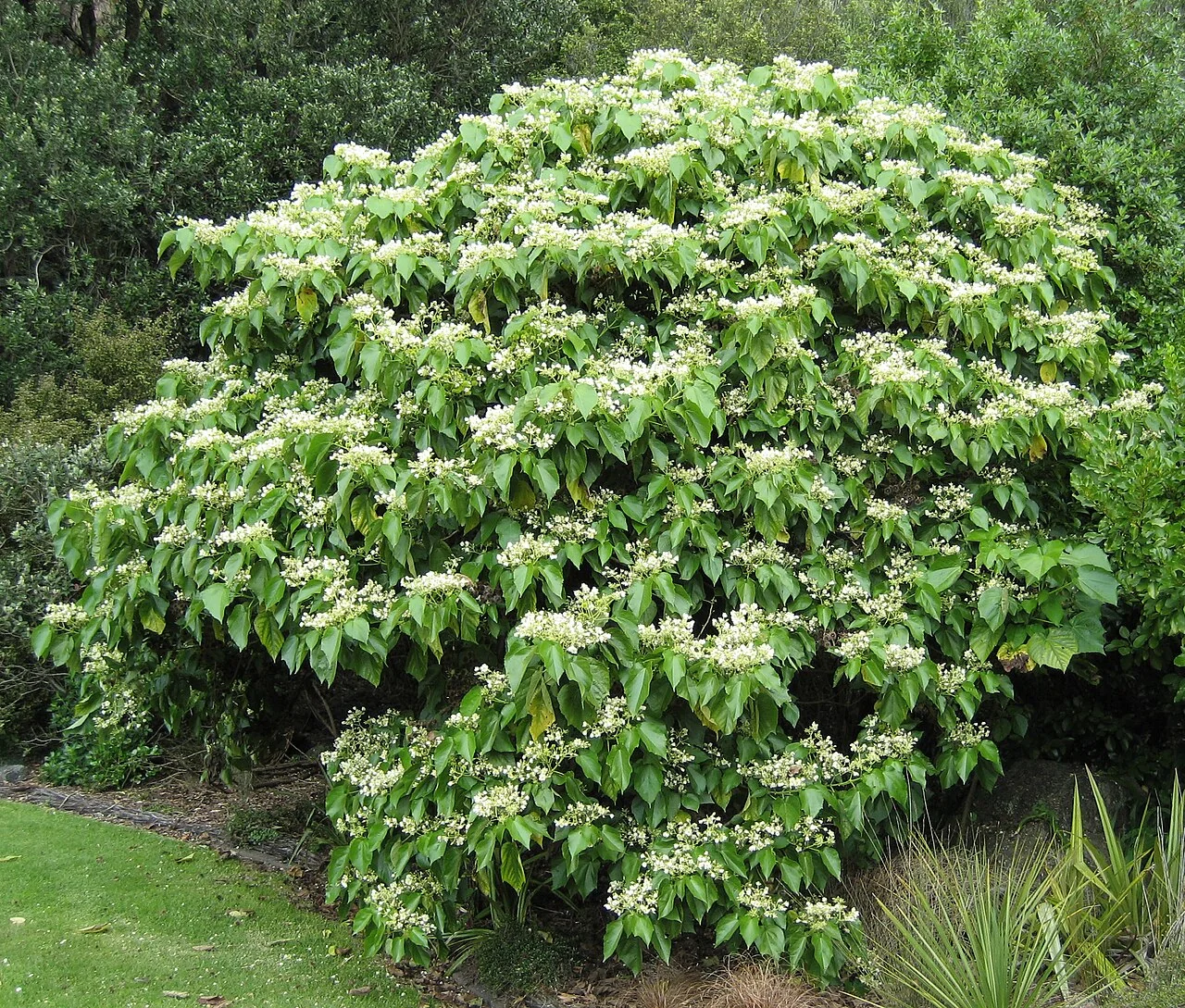 Whau (<i>Entelea arborescens</i>) hero image