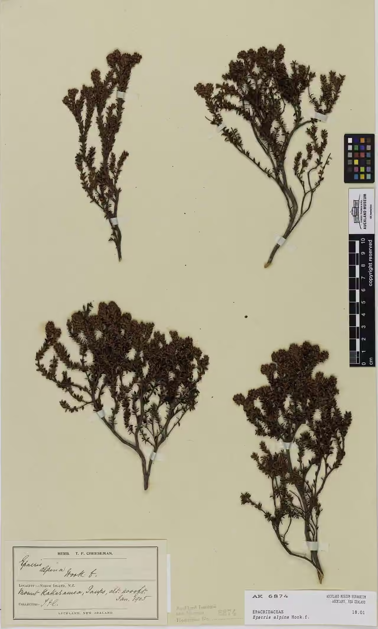 Epacris alpina (Epacris alpina)
