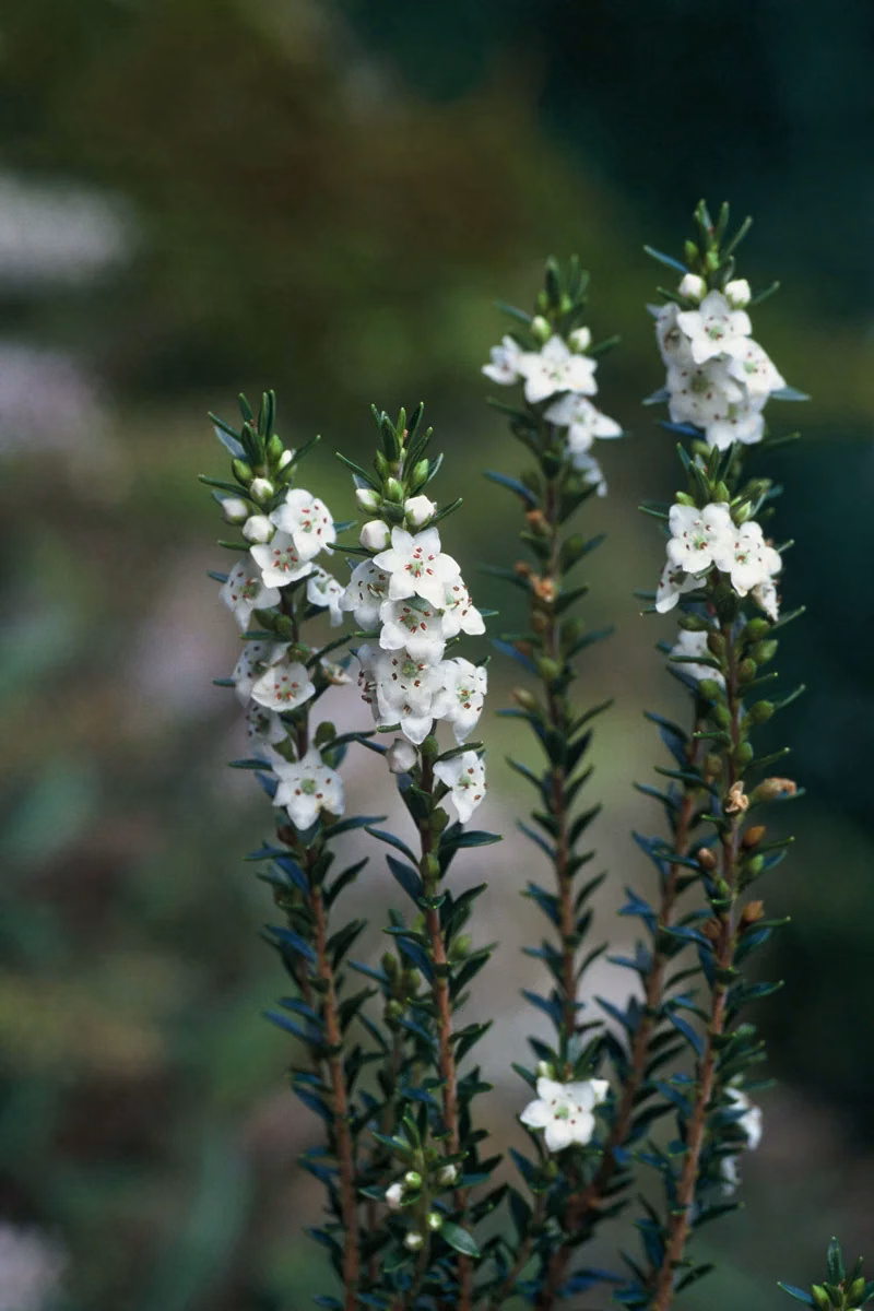 Epacris Sinclairii Native Plant (Epacris sinclairii)
