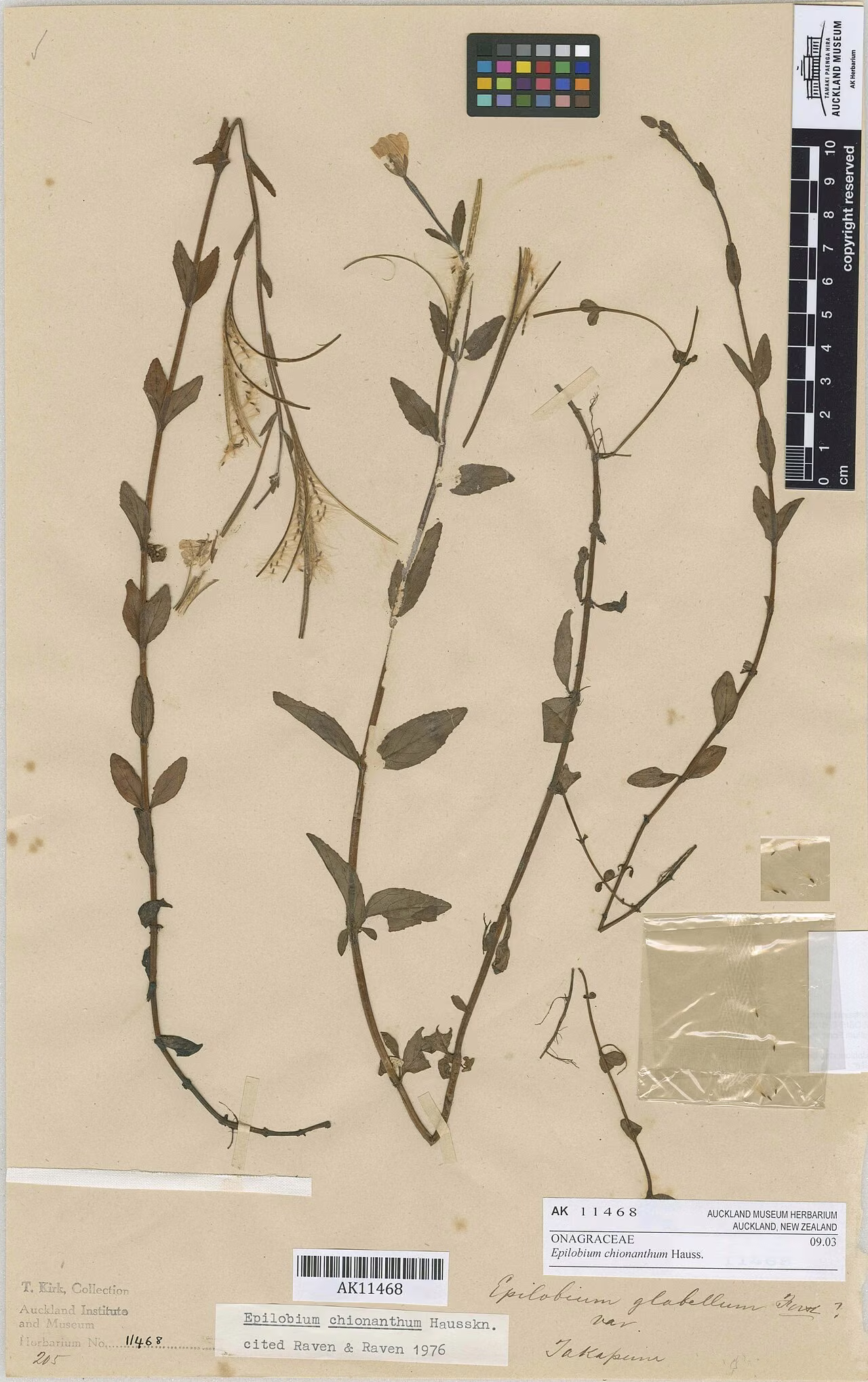 Epilobium chionanthum (Epilobium chionanthum) hero image