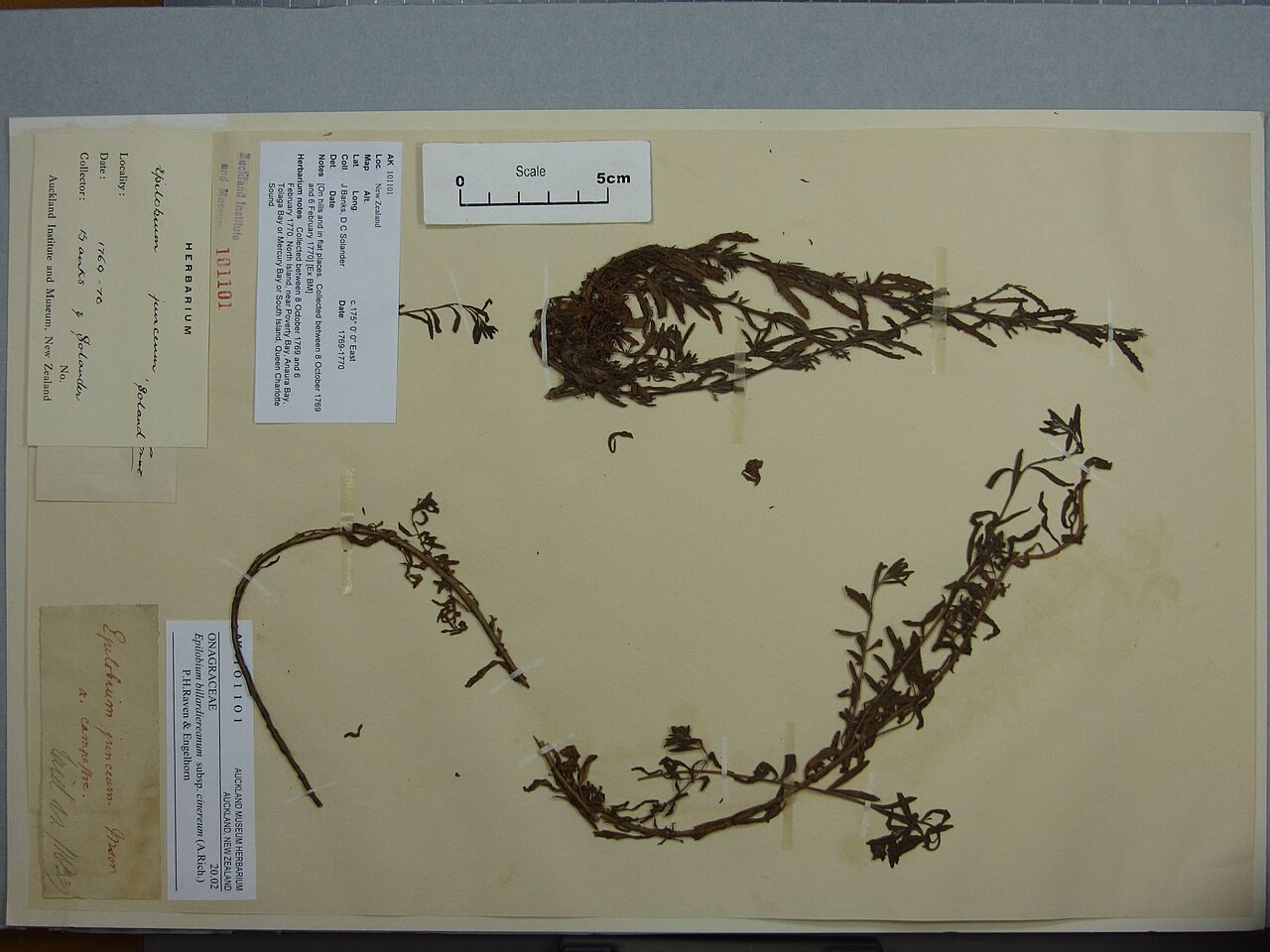 Epilobium cinereum (Epilobium cinereum)