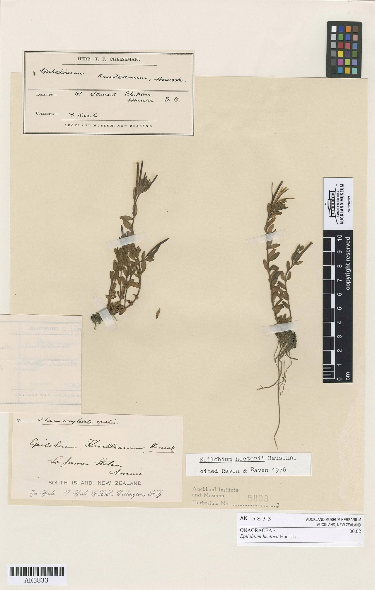Epilobium hectorii (Epilobium hectorii)