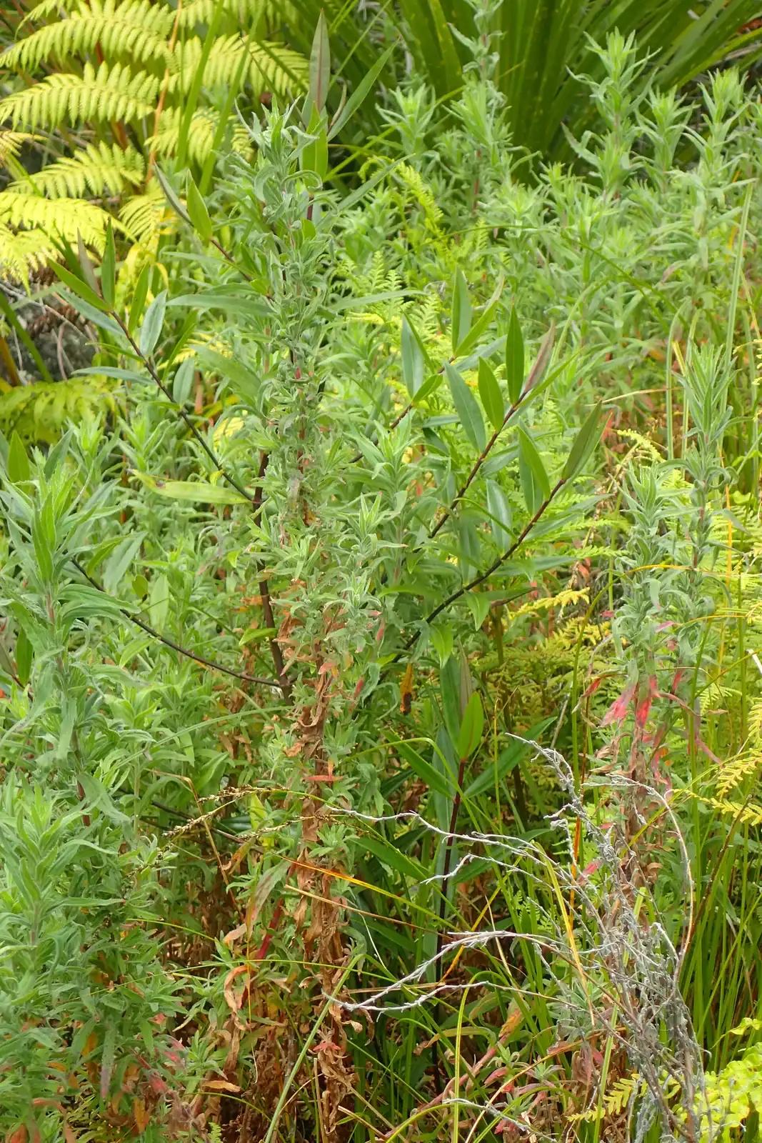 Epilobium Hirtigerum Native Plant (Epilobium hirtigerum)